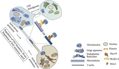 Mitochondrial Transfer in Cardiovascular Disease: From Mechanisms to Therapeutic Implications